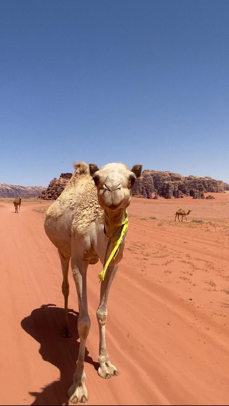 Wadi Rum Bedouin Heart Camp Exteriör bild