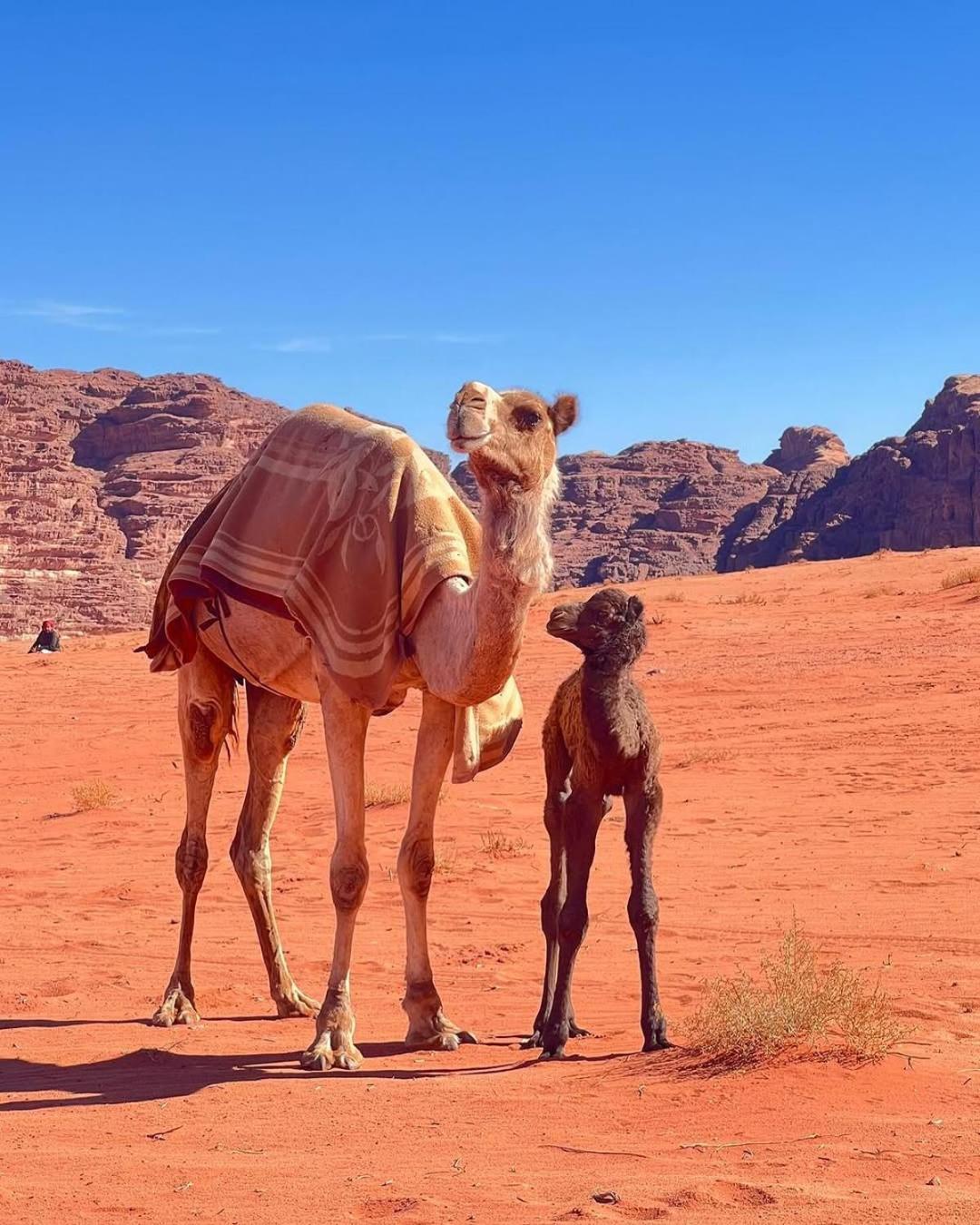 Wadi Rum Bedouin Heart Camp Exteriör bild